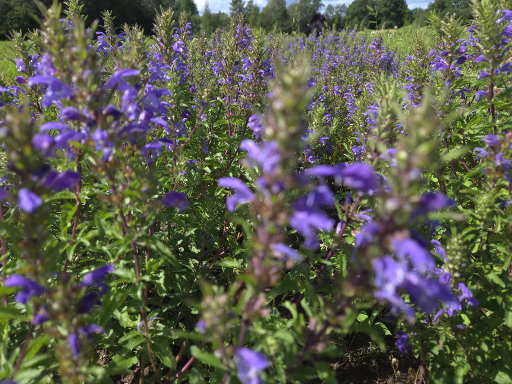 Pflanzen für ruhige Abendstunden