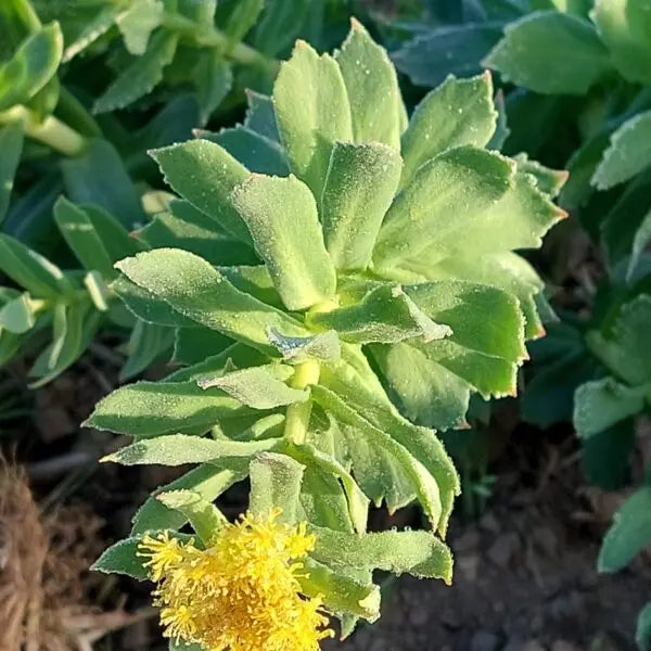 Rhodiola rosea - Rosenwurz – Quelle der Glückshormone