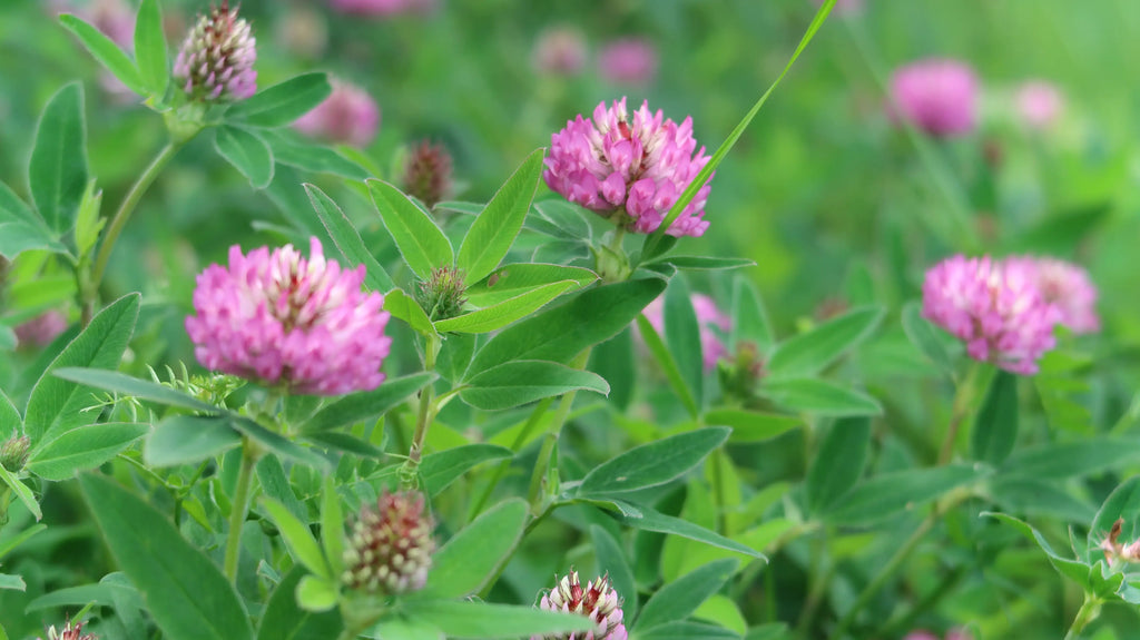 Traditionelle Frauenkräuter