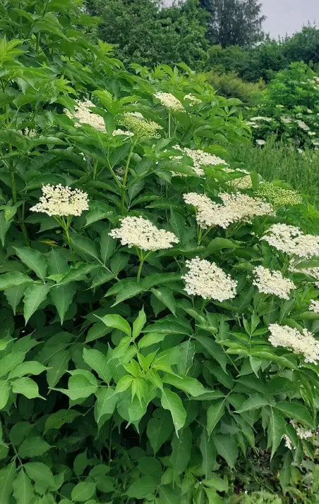 Die Kraft der Pflanzen für die kalte und nasse Jahreszeit