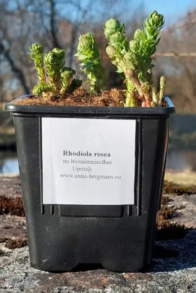 Zeltsaknes (Rhodiola rosea) stādi – 1 podiņš ar 3 stādiem